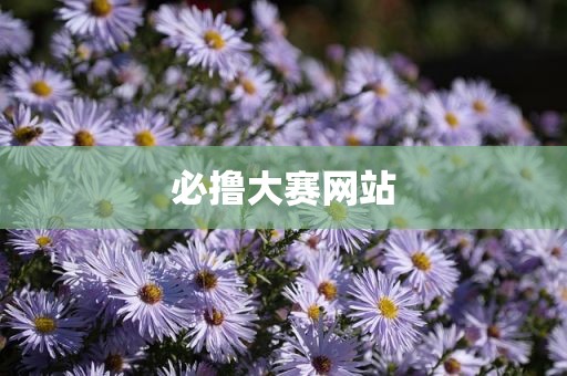 必撸大赛网站