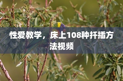 性爱教学，床上108种扦插方法视频