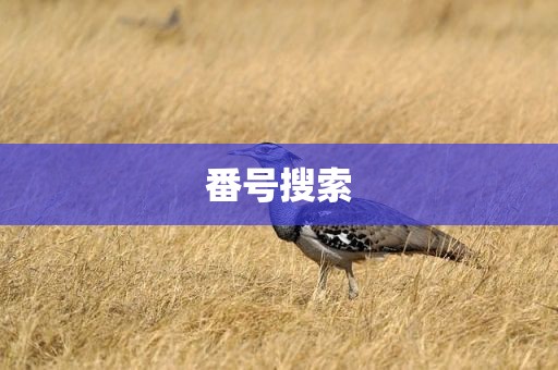 番号搜索