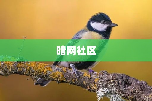 暗网社区