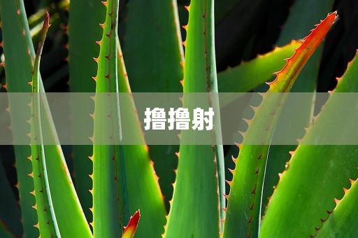 撸撸射