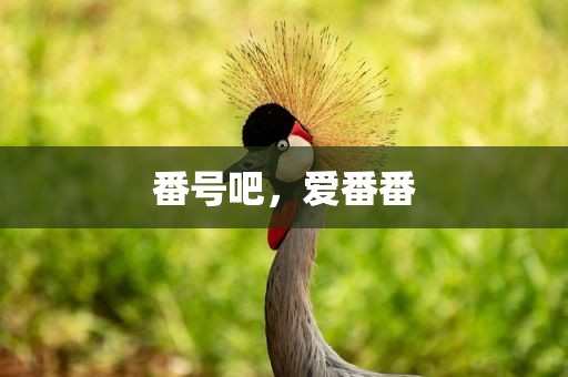 番号吧，爱番番