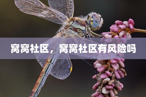 窝窝社区，窝窝社区有风险吗