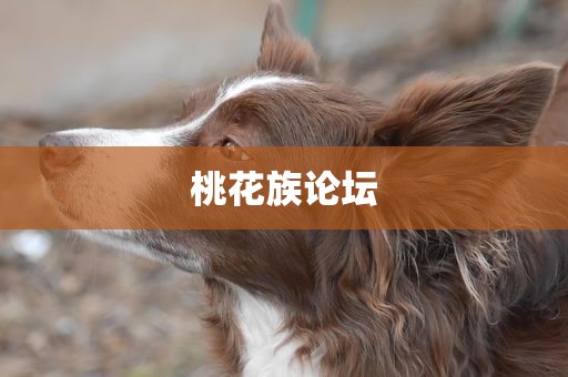 桃花族论坛