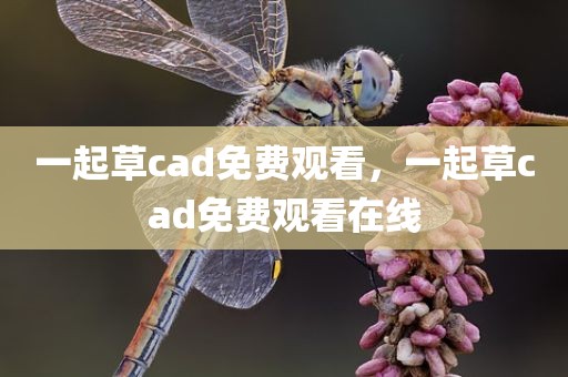 一起草cad免费观看，一起草cad免费观看在线