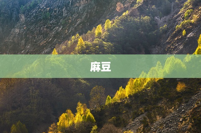 麻豆