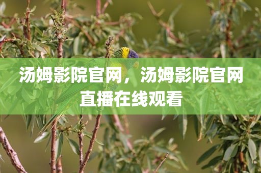 汤姆影院官网，汤姆影院官网直播在线观看