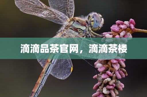 滴滴品茶官网，滴滴茶楼
