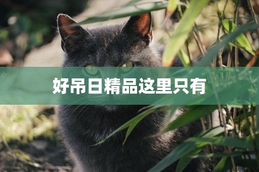 好吊日精品这里只有