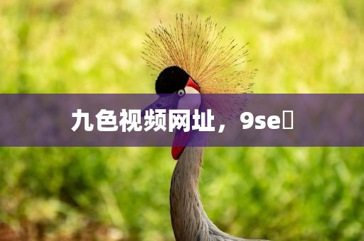 九色视频网址，9se 