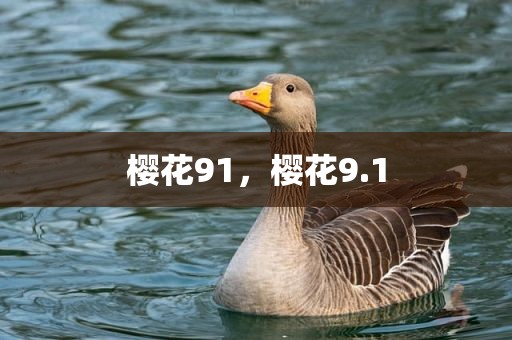 樱花91，樱花9.1