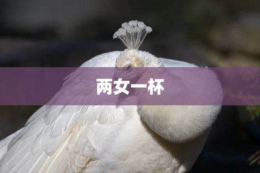 两女一杯