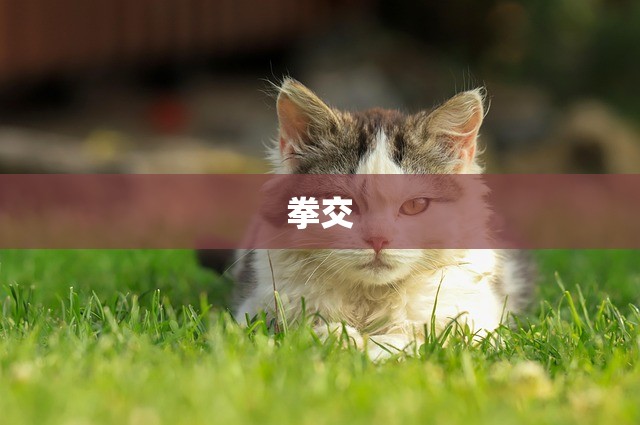 拳交