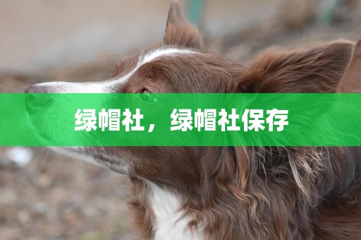 绿帽社，绿帽社保存