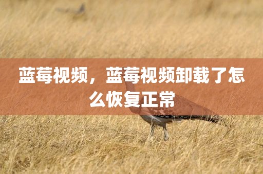 蓝莓视频，蓝莓视频卸载了怎么恢复正常