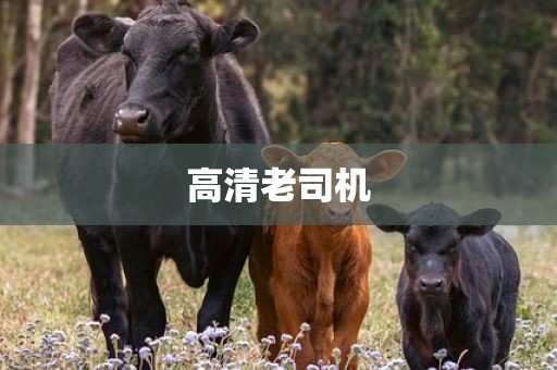 高清老司机