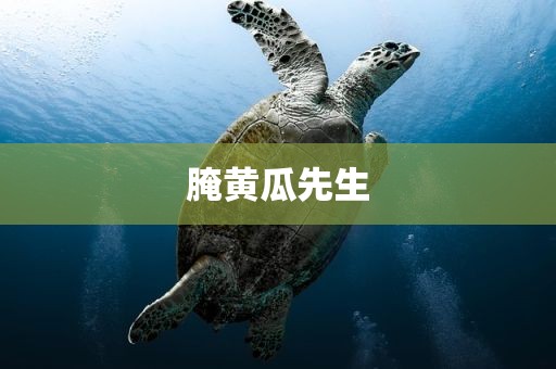 腌黄瓜先生