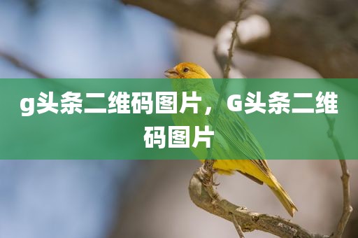 g头条二维码图片，G头条二维码图片