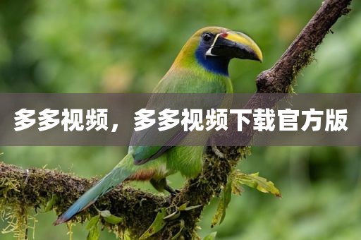 多多视频，多多视频下载官方版