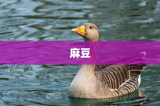 麻豆
