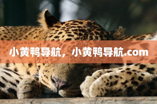 小黄鸭导航，小黄鸭导航.com