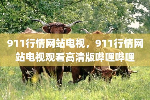 911行情网站电视，911行情网站电视观看高清版哔哩哔哩