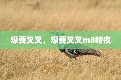 想要叉叉，想要叉叉m8暗夜