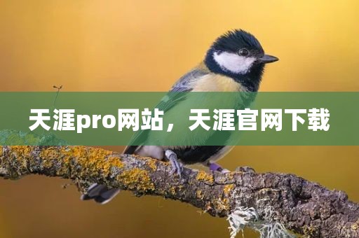 天涯pro网站，天涯官网下载
