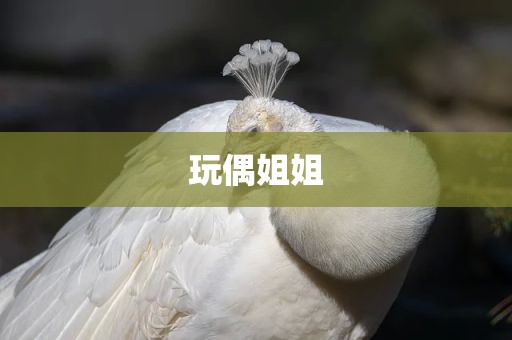 玩偶姐姐