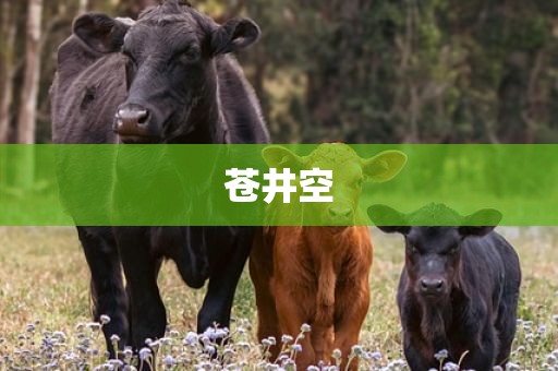 苍井空