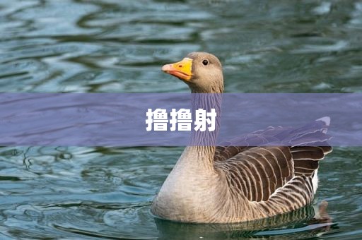 撸撸射