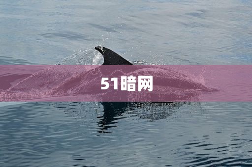51暗网