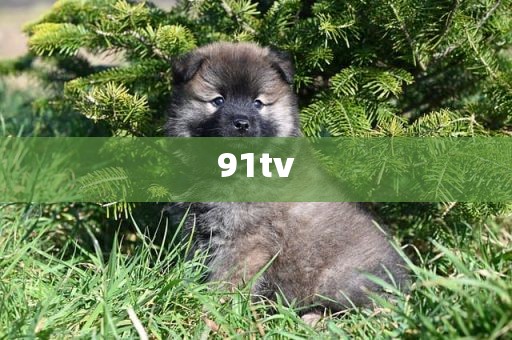 91tv