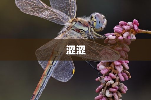 涩涩