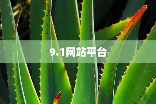 9.1网站平台