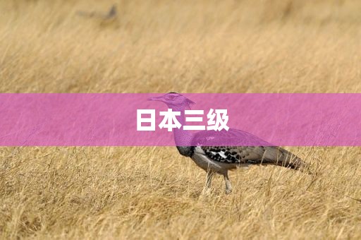 日本三级