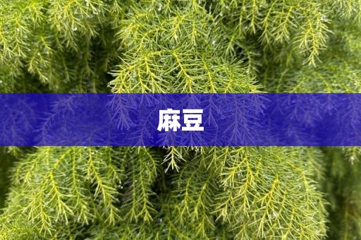 麻豆