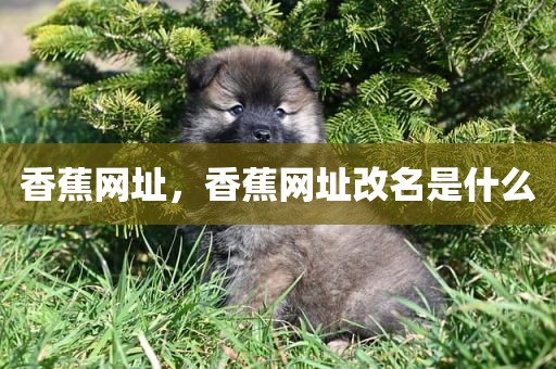 香蕉网址，香蕉网址改名是什么