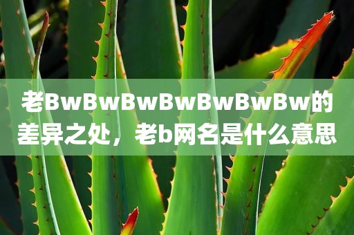 老BwBwBwBwBwBwBw的差异之处，老b网名是什么意思