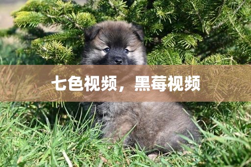 七色视频，黑莓视频