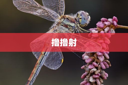 撸撸射