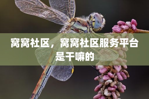 窝窝社区，窝窝社区服务平台是干嘛的
