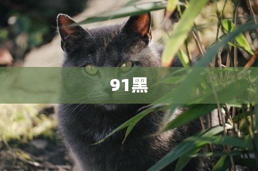 91黑