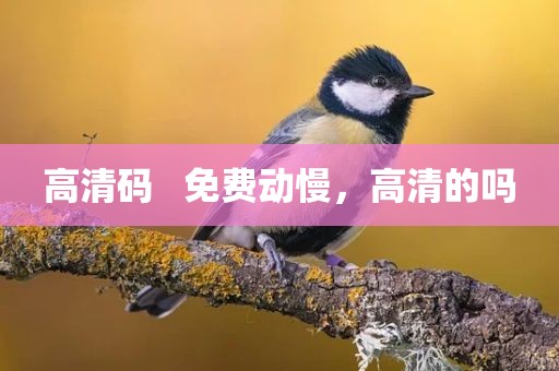 高清码   免费动慢，高清的吗