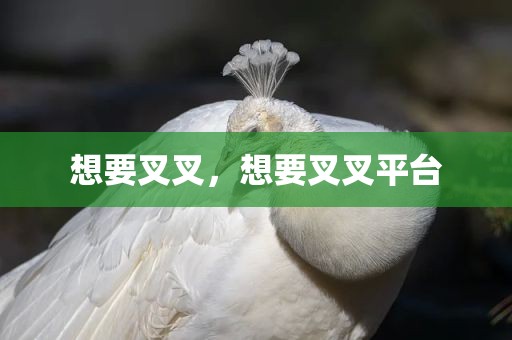 想要叉叉，想要叉叉平台