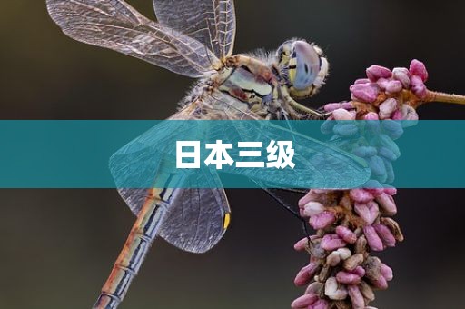 日本三级