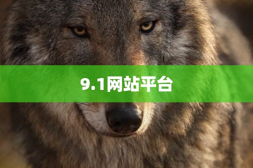 9.1网站平台