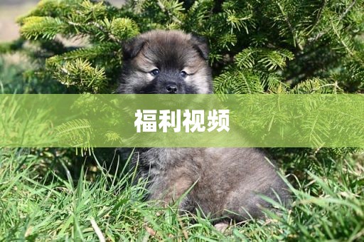 福利视频