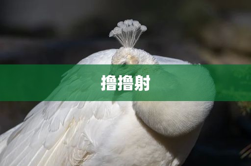 撸撸射