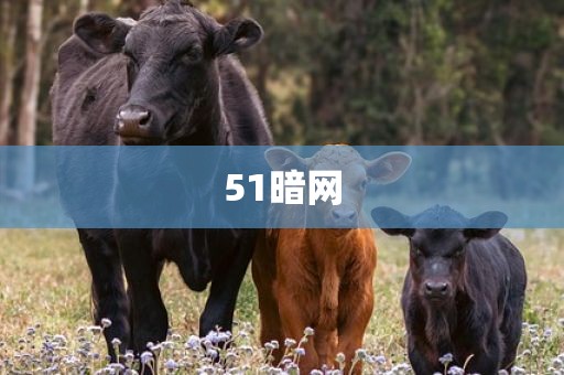 51暗网